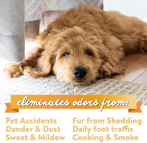 Bodhi Dog Natural Carpet Deodorizer Powder - Pack of 1